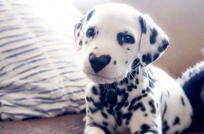 Wiley The Dalmatian Has A Heart On His Nose And People Are In Love