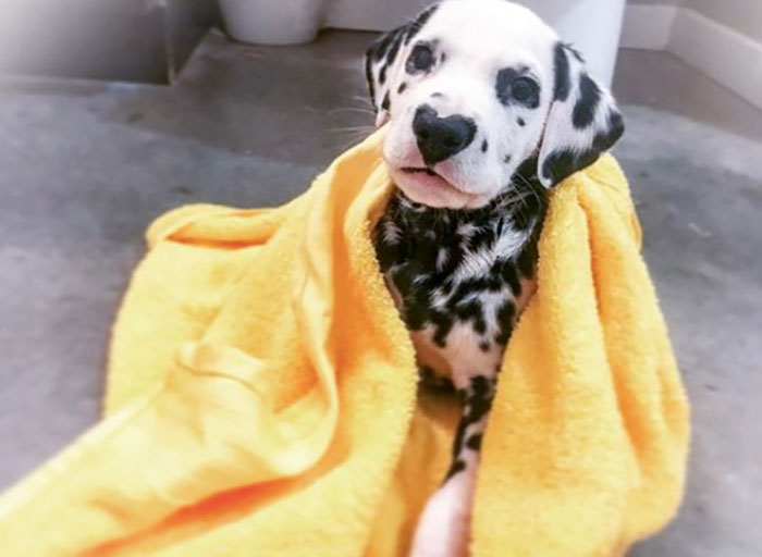 Wiley The Dalmatian Has A Heart On His Nose And People Are In Love