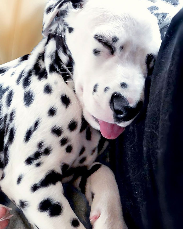 Wiley The Dalmatian Has A Heart On His Nose And People Are In Love