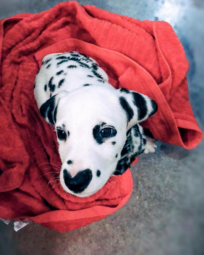 Wiley The Dalmatian Has A Heart On His Nose And People Are In Love