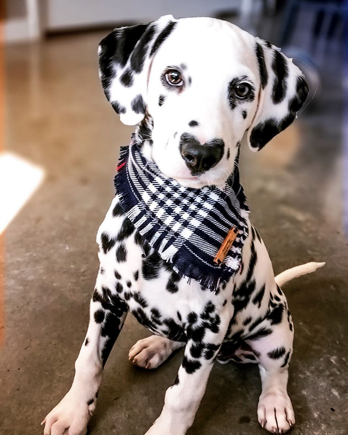 Wiley The Dalmatian Has A Heart On His Nose And People Are In Love