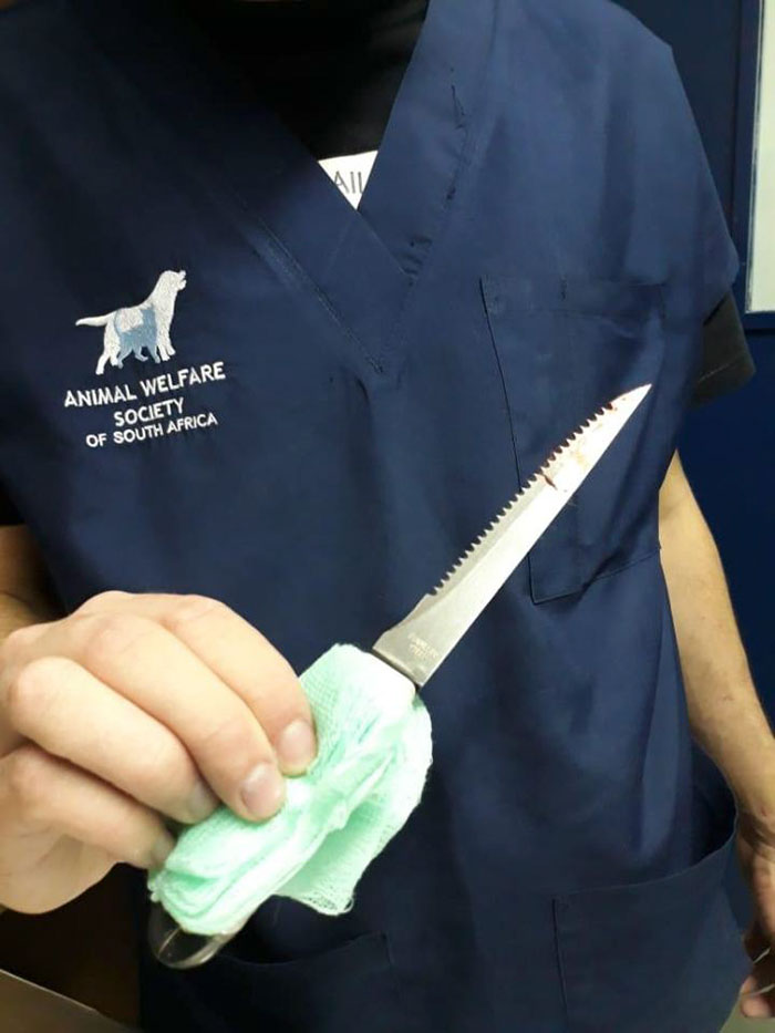 Dog Who Was Stabbed In The Head While Trying To Protect His Owner From An Armed Robber, Miraculously Survives