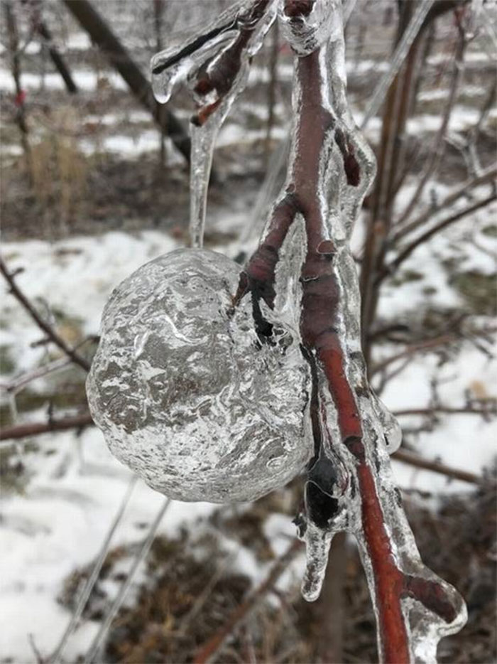 Farmer Surprised To Find ‘Ghost Apples’ On Trees After Polar Vortex Farmer Surprised To Find ‘Ghost Apples’ On Trees After Polar Vortex