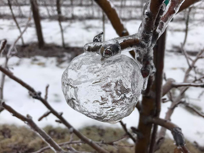 Farmer Surprised To Find ‘Ghost Apples’ On Trees After Polar Vortex Farmer Surprised To Find ‘Ghost Apples’ On Trees After Polar Vortex