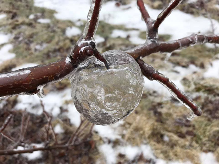 Farmer Surprised To Find ‘Ghost Apples’ On Trees After Polar Vortex Farmer Surprised To Find ‘Ghost Apples’ On Trees After Polar Vortex