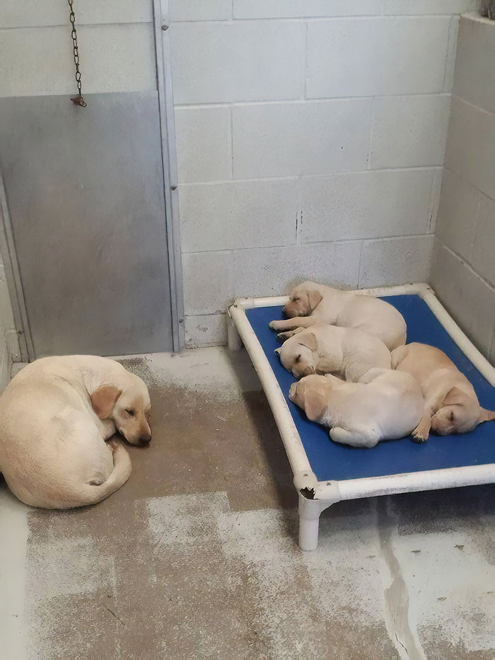 These Funny Animals Found Themselves In The Most Unexpected Situations While At The Shelter These Funny Animals Found Themselves In The Most Unexpected Situations While At The Shelter