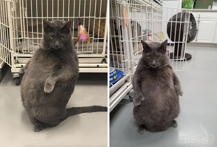 These Funny Animals Found Themselves In The Most Unexpected Situations While At The Shelter These Funny Animals Found Themselves In The Most Unexpected Situations While At The Shelter