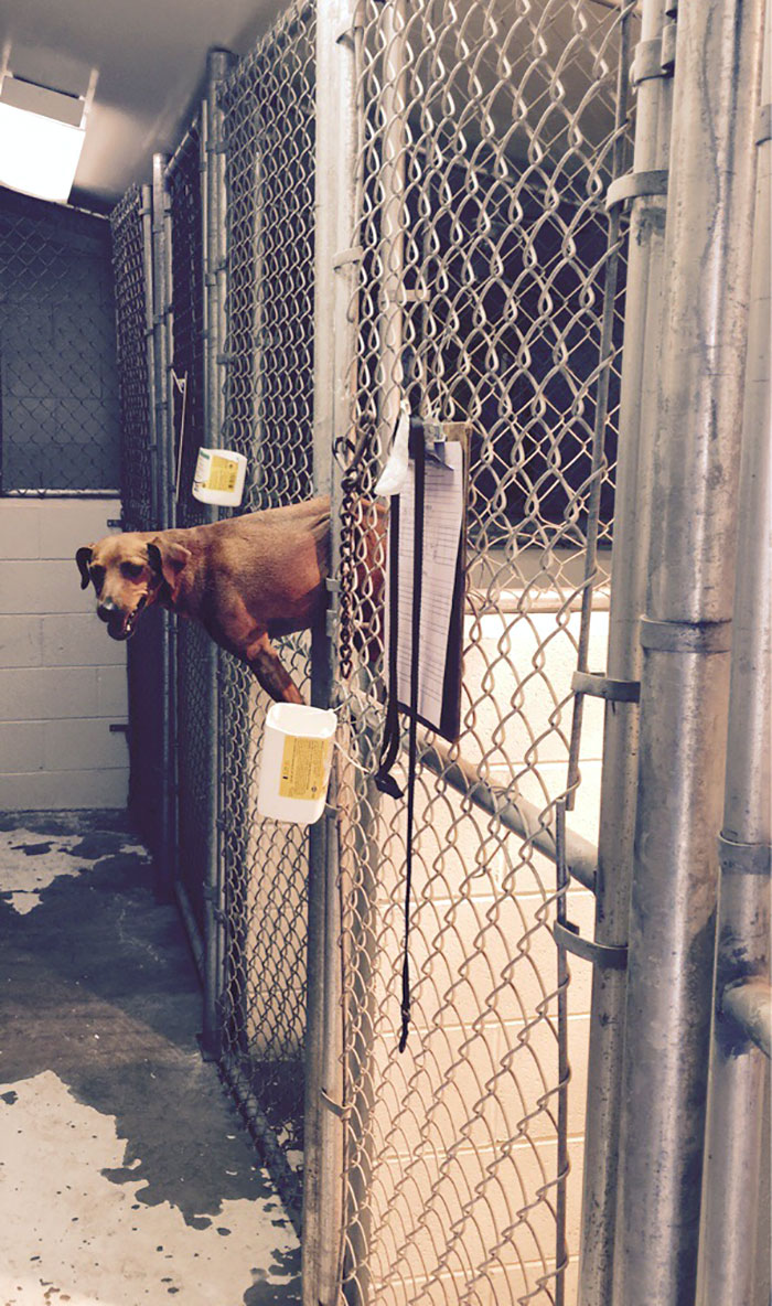 These Funny Animals Found Themselves In The Most Unexpected Situations While At The Shelter These Funny Animals Found Themselves In The Most Unexpected Situations While At The Shelter