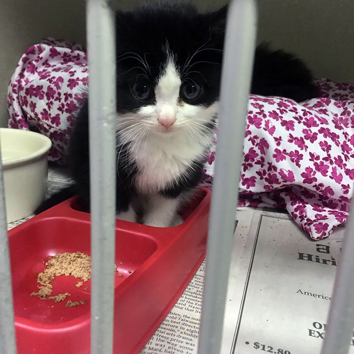 These Funny Animals Found Themselves In The Most Unexpected Situations While At The Shelter These Funny Animals Found Themselves In The Most Unexpected Situations While At The Shelter