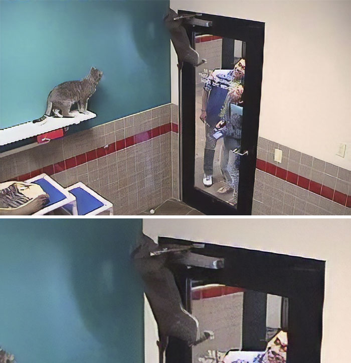 These Funny Animals Found Themselves In The Most Unexpected Situations While At The Shelter These Funny Animals Found Themselves In The Most Unexpected Situations While At The Shelter