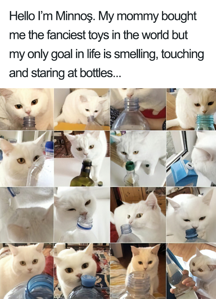 40 Naughty Cats That Deserve Public Shaming 40 Naughty Cats That Deserve Public Shaming