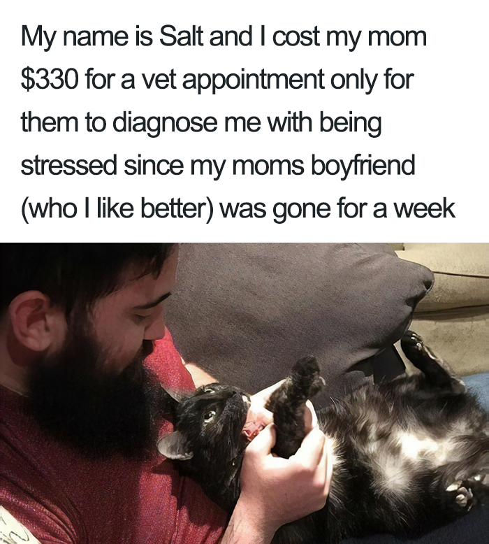 40 Naughty Cats That Deserve Public Shaming 40 Naughty Cats That Deserve Public Shaming