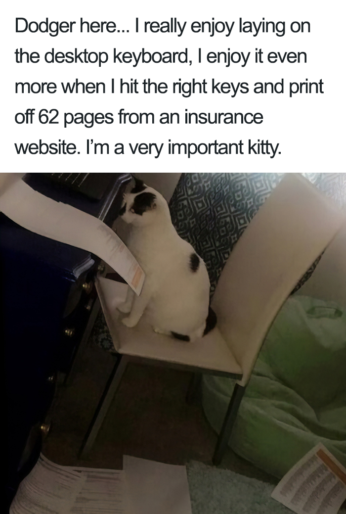 40 Naughty Cats That Deserve Public Shaming 40 Naughty Cats That Deserve Public Shaming