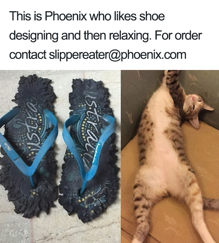 40 Naughty Cats That Deserve Public Shaming 40 Naughty Cats That Deserve Public Shaming