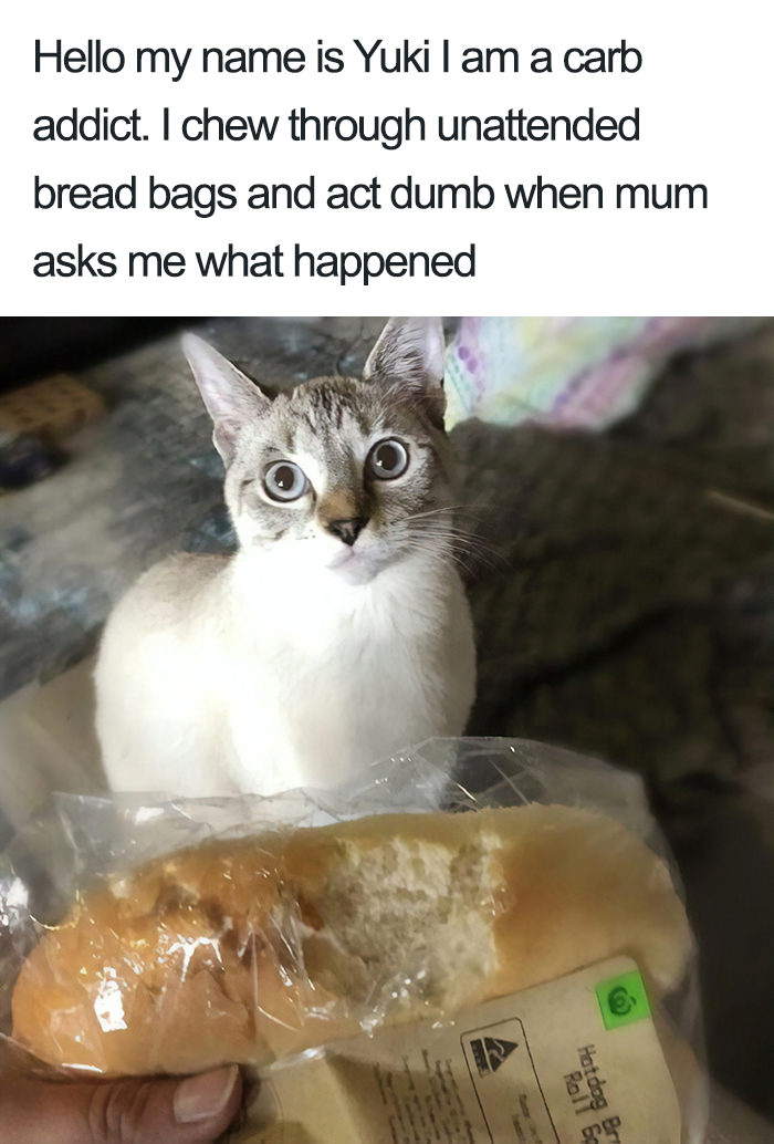 40 Naughty Cats That Deserve Public Shaming 40 Naughty Cats That Deserve Public Shaming