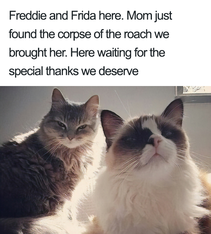 40 Naughty Cats That Deserve Public Shaming 40 Naughty Cats That Deserve Public Shaming