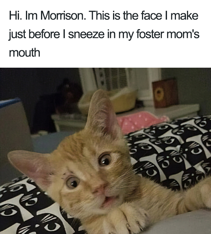 40 Naughty Cats That Deserve Public Shaming 40 Naughty Cats That Deserve Public Shaming