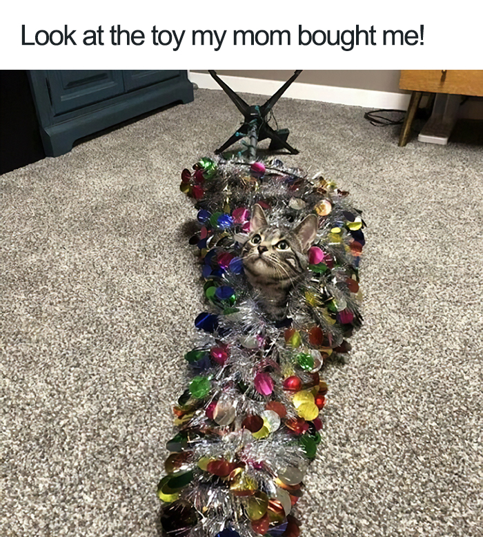 40 Naughty Cats That Deserve Public Shaming 40 Naughty Cats That Deserve Public Shaming