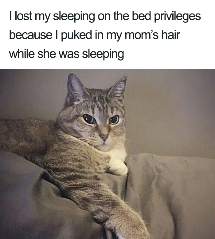 40 Naughty Cats That Deserve Public Shaming 40 Naughty Cats That Deserve Public Shaming