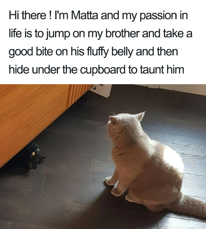 40 Naughty Cats That Deserve Public Shaming 40 Naughty Cats That Deserve Public Shaming