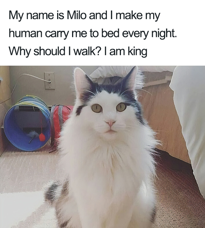 40 Naughty Cats That Deserve Public Shaming 40 Naughty Cats That Deserve Public Shaming