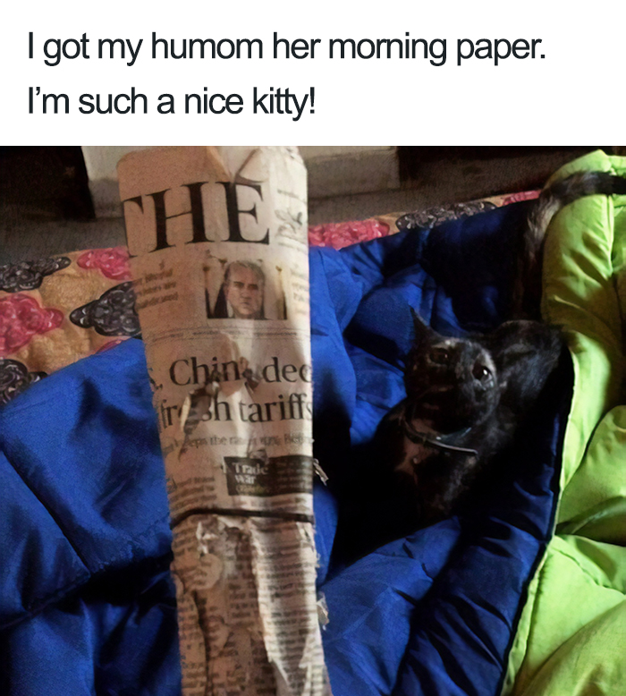 40 Naughty Cats That Deserve Public Shaming 40 Naughty Cats That Deserve Public Shaming