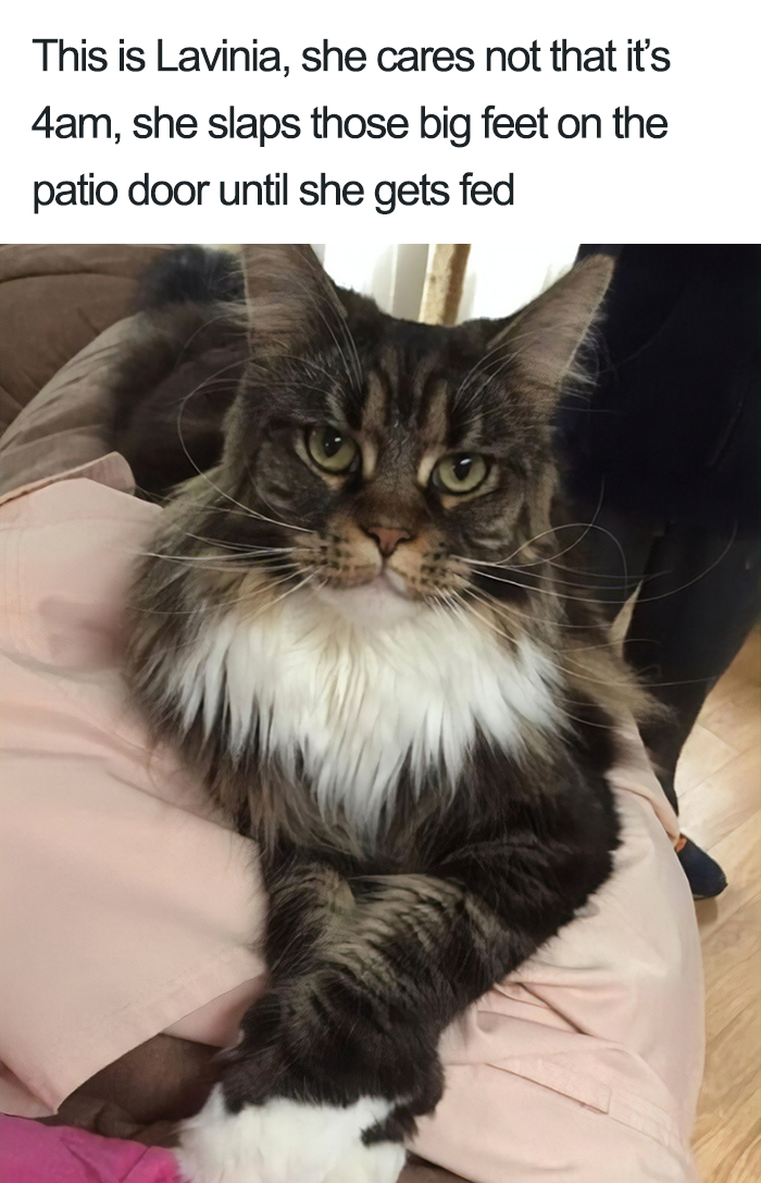 40 Naughty Cats That Deserve Public Shaming 40 Naughty Cats That Deserve Public Shaming