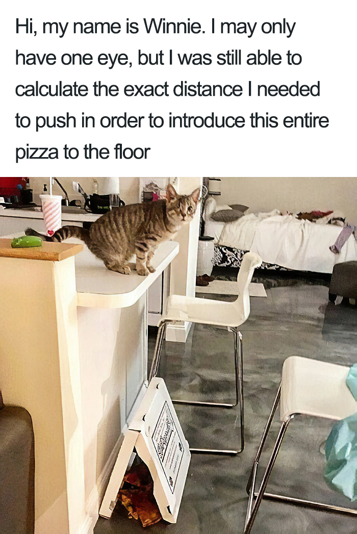 40 Naughty Cats That Deserve Public Shaming 40 Naughty Cats That Deserve Public Shaming