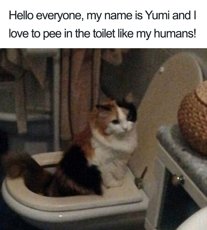 40 Naughty Cats That Deserve Public Shaming 40 Naughty Cats That Deserve Public Shaming