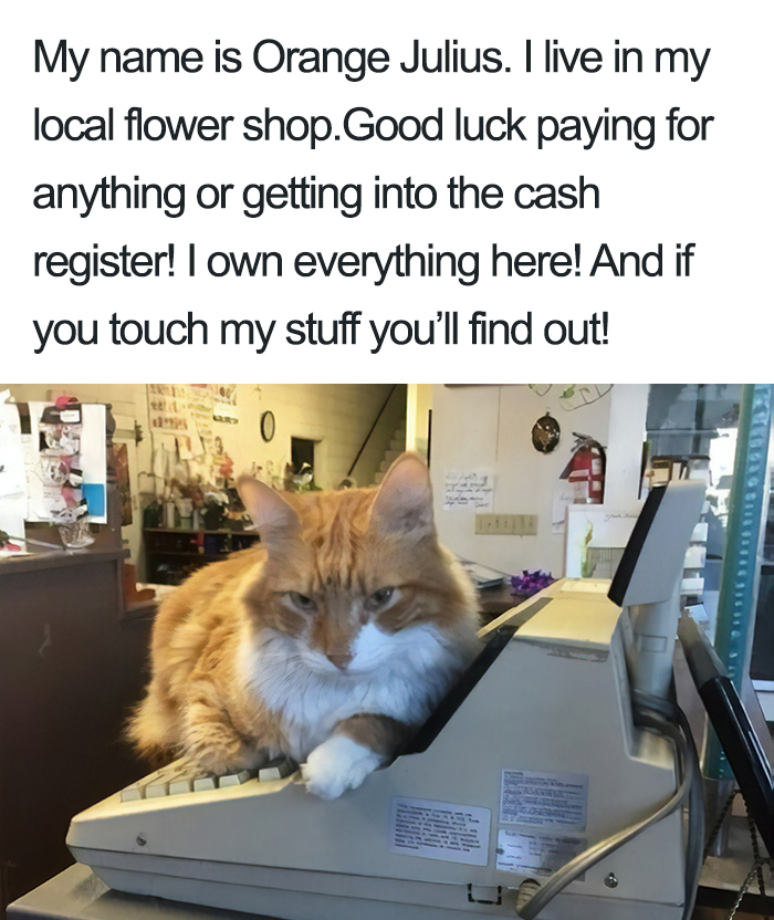 40 Naughty Cats That Deserve Public Shaming 40 Naughty Cats That Deserve Public Shaming