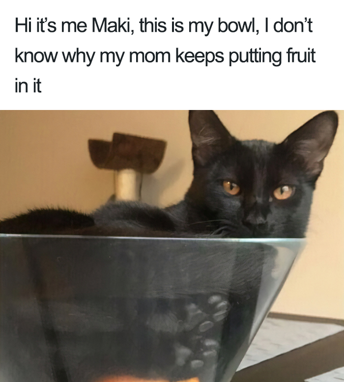 40 Naughty Cats That Deserve Public Shaming 40 Naughty Cats That Deserve Public Shaming