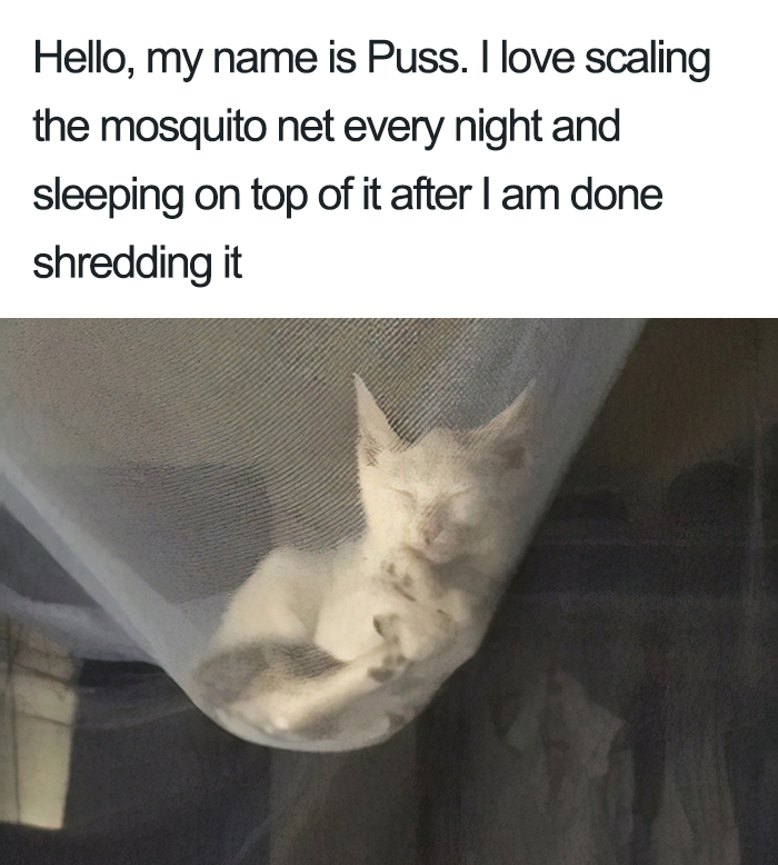 40 Naughty Cats That Deserve Public Shaming 40 Naughty Cats That Deserve Public Shaming