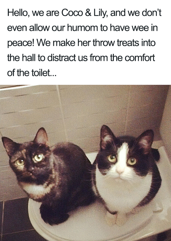 40 Naughty Cats That Deserve Public Shaming 40 Naughty Cats That Deserve Public Shaming
