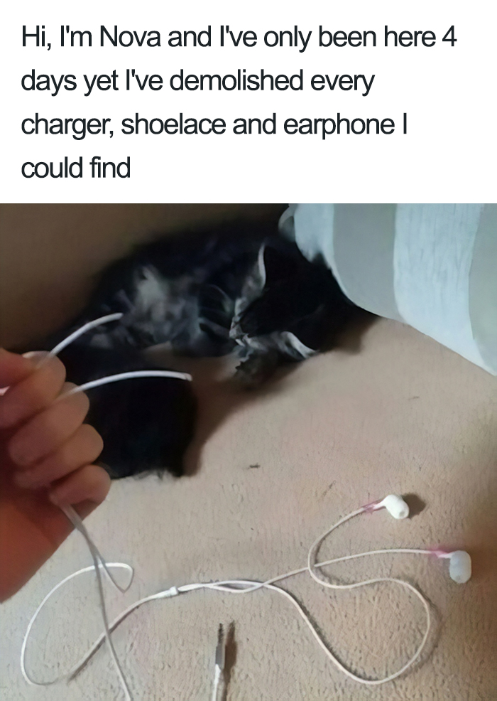 40 Naughty Cats That Deserve Public Shaming 40 Naughty Cats That Deserve Public Shaming