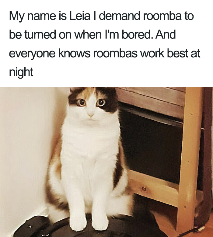 40 Naughty Cats That Deserve Public Shaming 40 Naughty Cats That Deserve Public Shaming