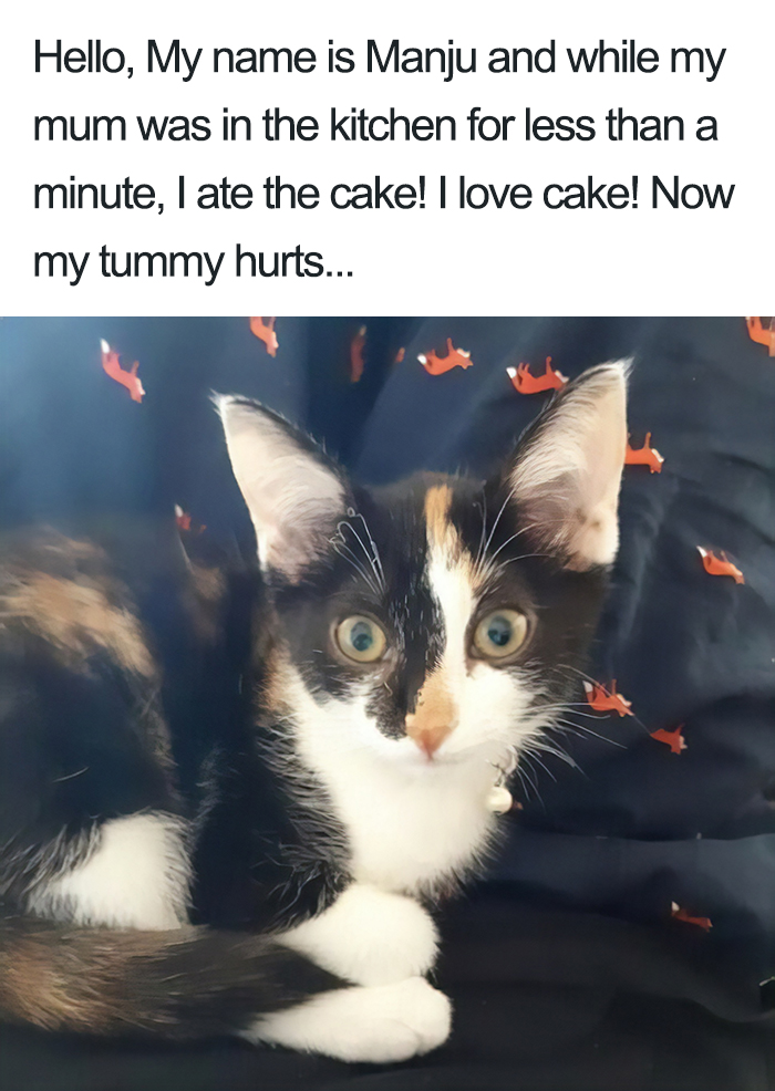 40 Naughty Cats That Deserve Public Shaming 40 Naughty Cats That Deserve Public Shaming