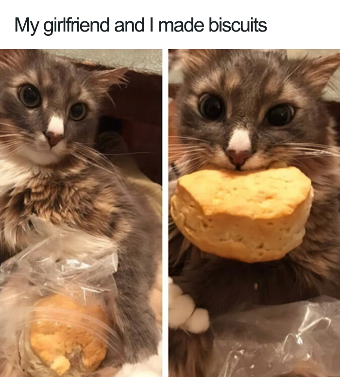 40 Naughty Cats That Deserve Public Shaming 40 Naughty Cats That Deserve Public Shaming