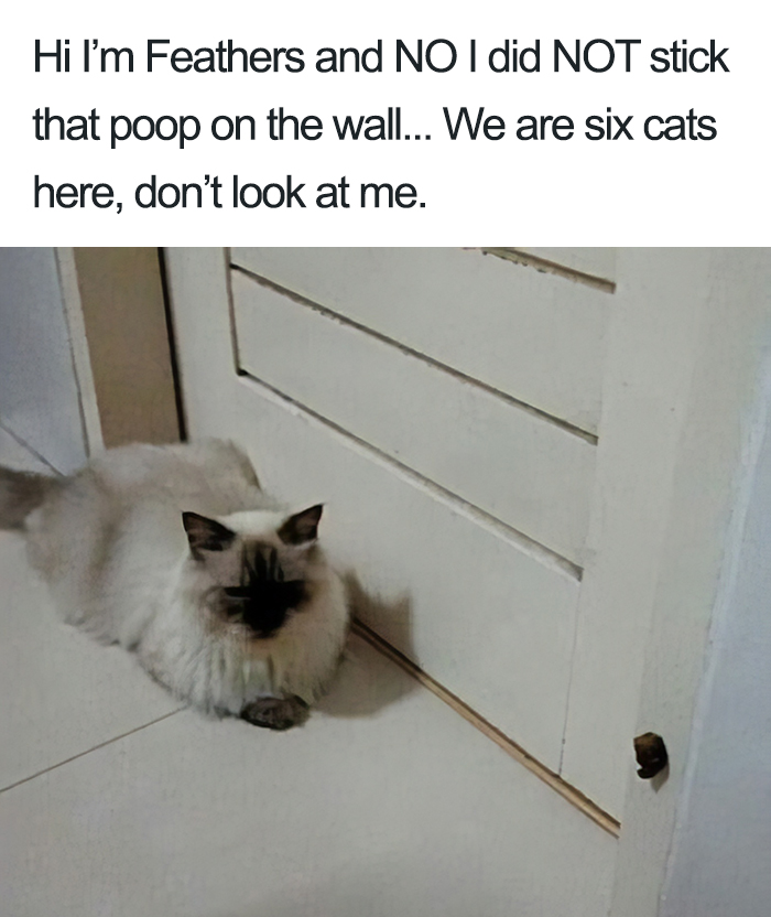 40 Naughty Cats That Deserve Public Shaming 40 Naughty Cats That Deserve Public Shaming