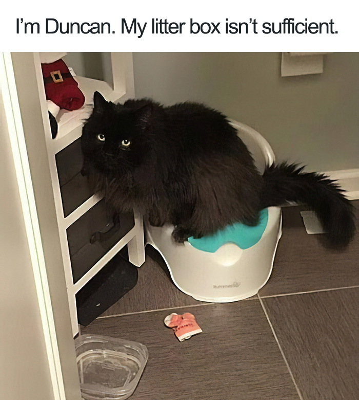 40 Naughty Cats That Deserve Public Shaming 40 Naughty Cats That Deserve Public Shaming