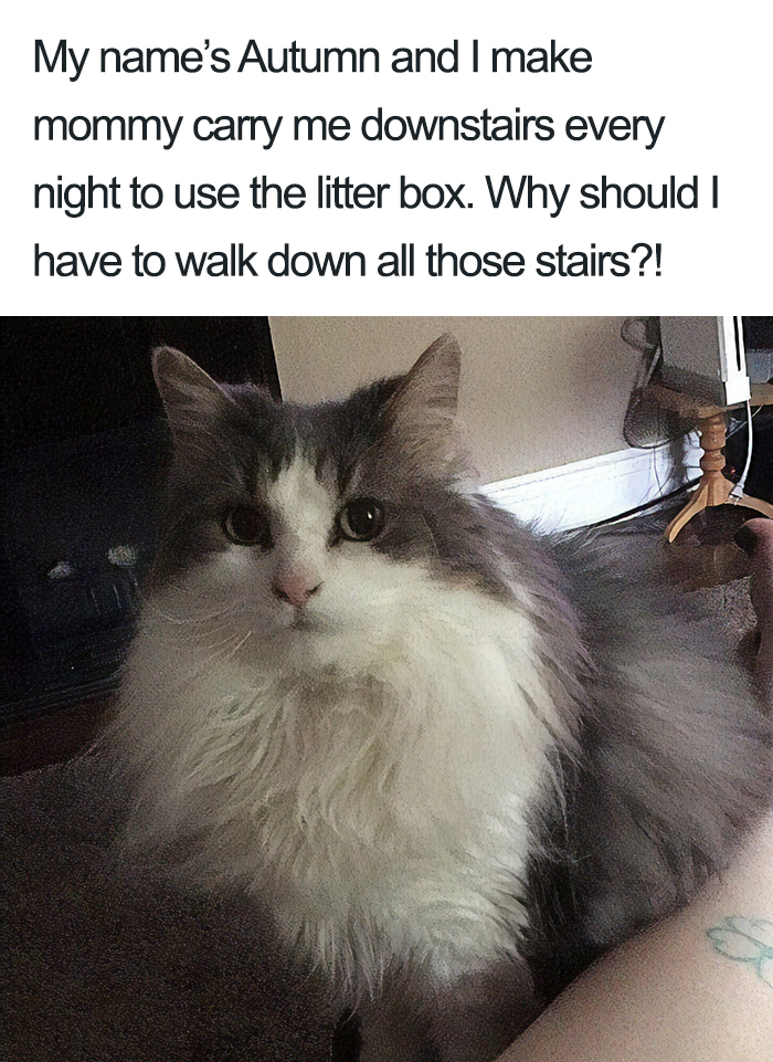 40 Naughty Cats That Deserve Public Shaming 40 Naughty Cats That Deserve Public Shaming