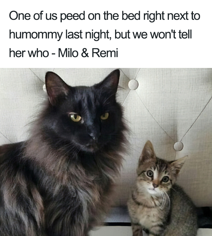 40 Naughty Cats That Deserve Public Shaming 40 Naughty Cats That Deserve Public Shaming