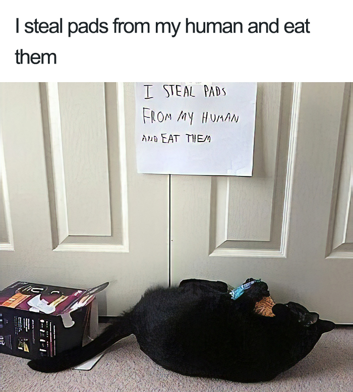 40 Naughty Cats That Deserve Public Shaming 40 Naughty Cats That Deserve Public Shaming