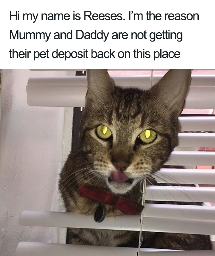 40 Naughty Cats That Deserve Public Shaming 40 Naughty Cats That Deserve Public Shaming