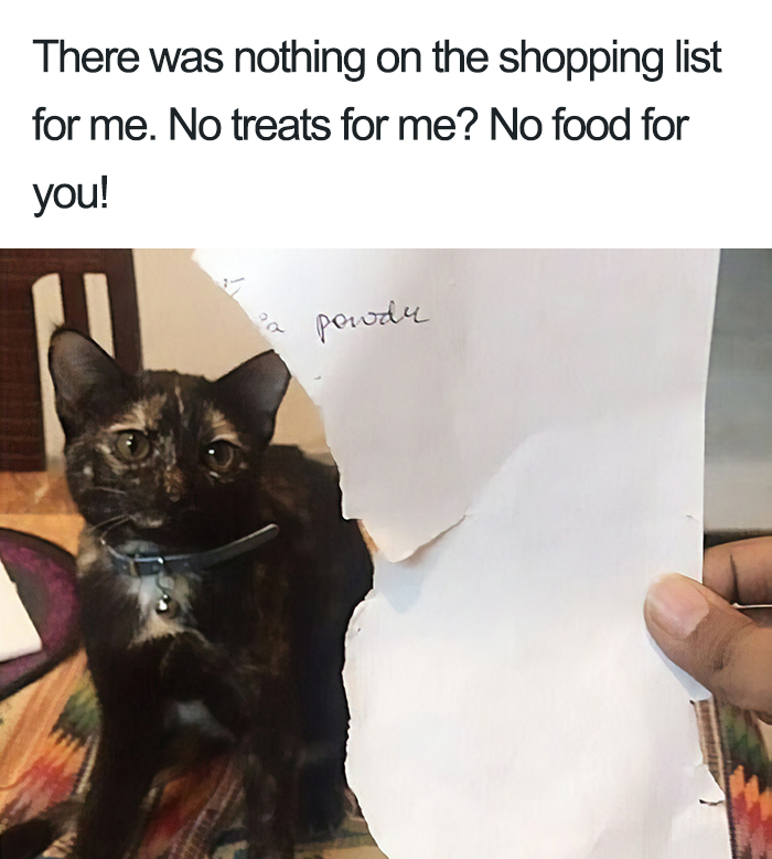 40 Naughty Cats That Deserve Public Shaming 40 Naughty Cats That Deserve Public Shaming