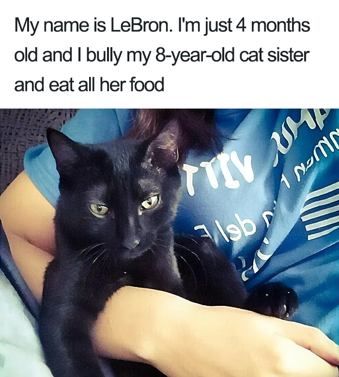 40 Naughty Cats That Deserve Public Shaming 40 Naughty Cats That Deserve Public Shaming