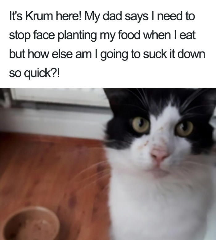 40 Naughty Cats That Deserve Public Shaming 40 Naughty Cats That Deserve Public Shaming