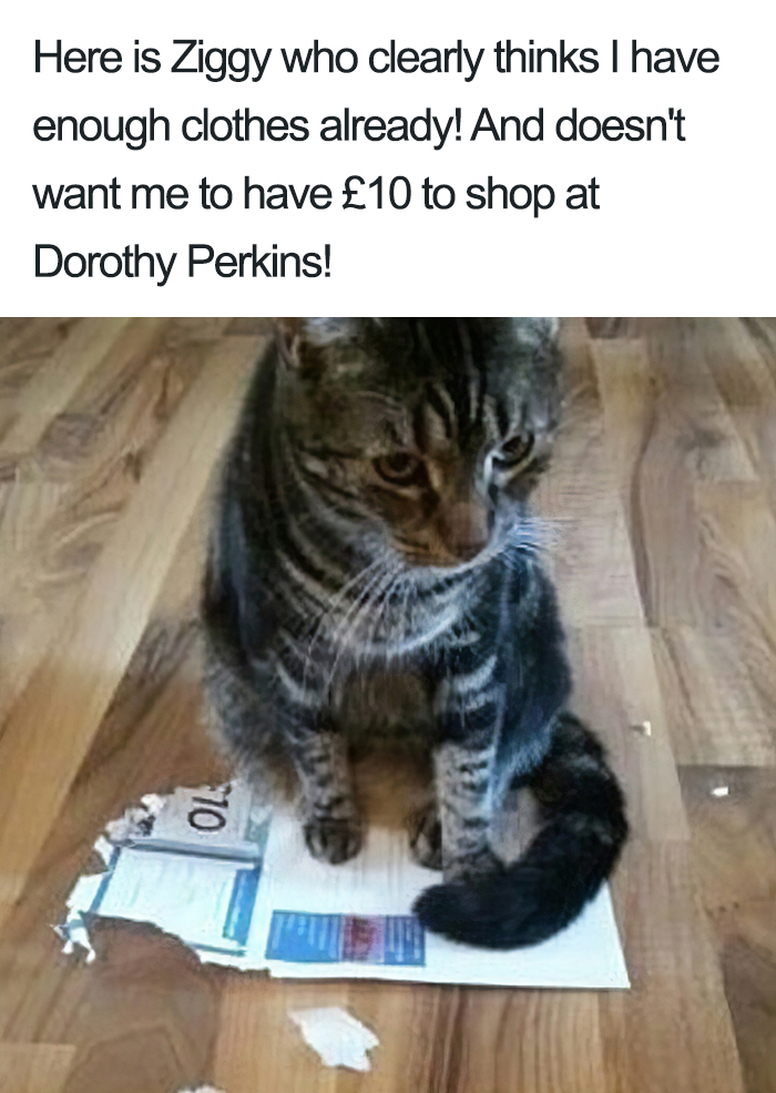 40 Naughty Cats That Deserve Public Shaming 40 Naughty Cats That Deserve Public Shaming