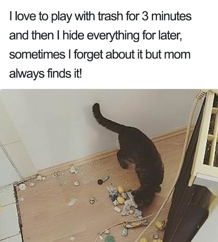 40 Naughty Cats That Deserve Public Shaming 40 Naughty Cats That Deserve Public Shaming