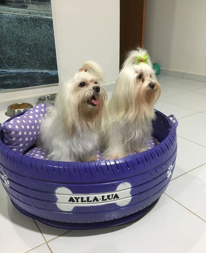 Brazilian Artist Uses The Used Tires That People Throw In The Streets To Create Beds For Animals