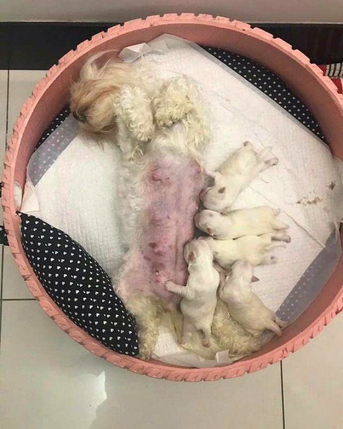 Brazilian Artist Uses The Used Tires That People Throw In The Streets To Create Beds For Animals